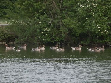 Graugänsen verweilen im Amperstausee