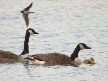 Zwei Kanadagänse mit Gössel