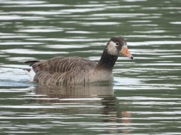 Mutmaßlich Graugans-Kanadagans-Mischling