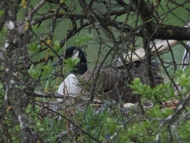 Eine Kanadagans brütet noch