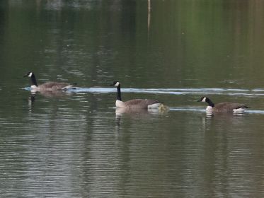 Zwei Kanadagänse mit Gössel. Im Bild auch eine einzelne Kanadagans