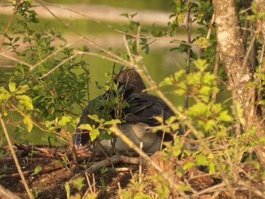 Die einzige noch brütende Graugans