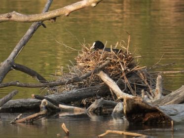 Blesshuhn-Nest im See