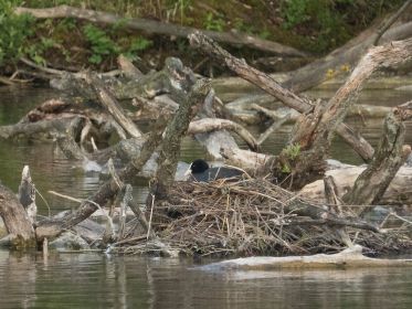 Weiteres Blesshuhn-Nest im See
