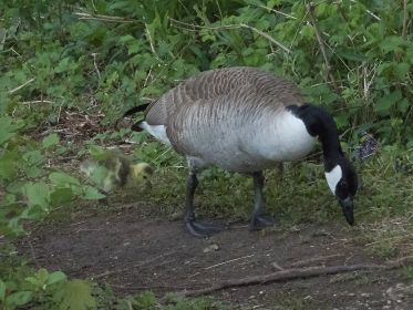 Das einzige Gössel folgt seiner Mutter