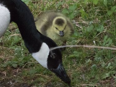 Das einzige Gössel folgt seiner Mutter