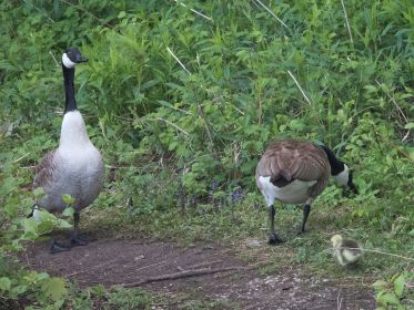 Kanadagänse mit einem Gössel. Links der sichernde Ganter