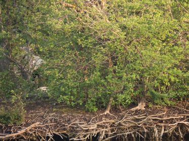 Hinter dem Grün ist keine Kanadagans mehr sichtbar. Das Nest ist nicht mehr besetzt