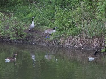 Dreiecksbeziehung: Oben Paar mit einem Gössel, links Gänsehybrid, rechts einzelne Kanadagans