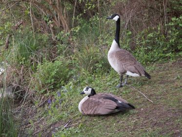 Ganter sichert ab. Die Gans hudert zwei Jungvögel
