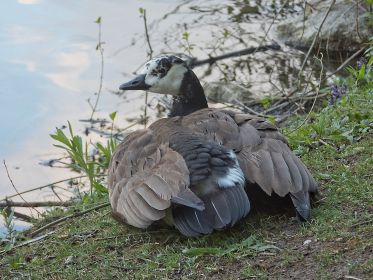 Zwei Gössel unter dem Gefieder der Mutter