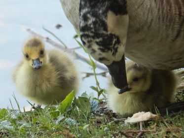 Jetzt nur noch zwei Gössel gegenüber deren drei am Sonntag