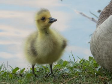 Gössel guckt zur Mutter