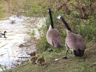 Kanadagans-Familie am Ufer