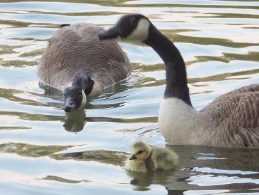 Die neue Kanadagans-Familie mit einem Gössel