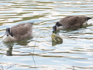 Die neue Kanadagans-Familie mit einem Gössel