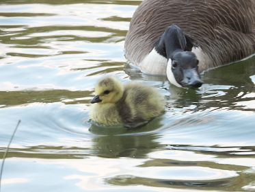 Glubschauge sei wachsam!