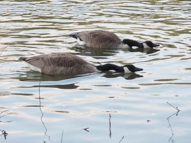 Das einzige Gössel gesellte sich kurz zur anderen Familie am Ufer mit zwei Gösseln. Im Bild die offenbar wenig begeisterten Eltern