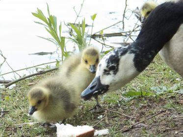 Gans rechts oben: Das einzige Gössel der neuen Familie besucht gans kurz hier die andere Familie