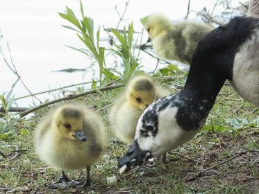 Der Besuch dauert nicht lange. Das Gänschen (rechts oben) entschwindet wieder zu den Eltern ins Wasser