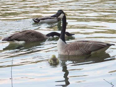 Das Küken ist soeben von seinem Ausflug zur anderen Familie wieder zurückgekehrt