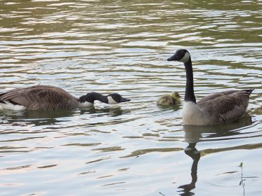 Das Küken ist soeben von seinem Ausflug zur anderen Familie wieder zurückgekehrt