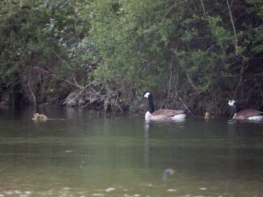 Zur Dämmerung hin verlässt die vierköpfige Familie den Uferbereich und schwimmt wieder im Wasser