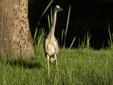 Graureiher an einem Fischteich
