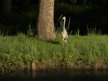 Graureiher an einem Fischteich