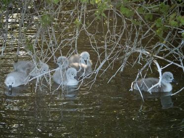 Sechs von sieben Schwanenküken
