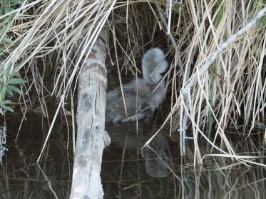 Das siebte Küken kommt einfach nicht vom Fleck