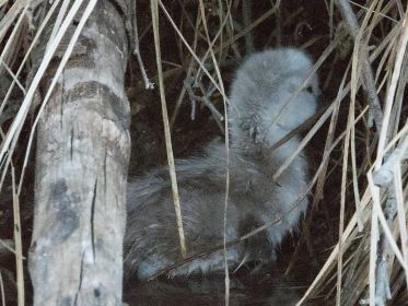 Das siebte Küken kommt einfach nicht vom Fleck
