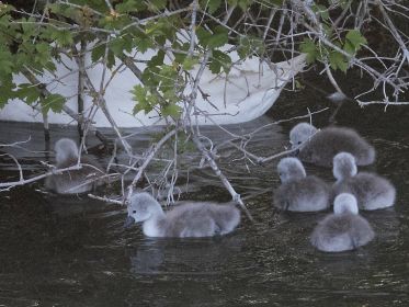 Sechs von sieben Schwanenküken folgen der Mutter in Richtung Nest
