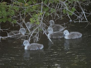 Sechs von sieben Schwanenküken