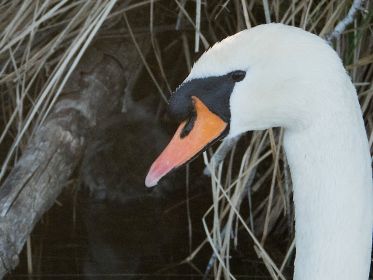 Der (beringte) Schwanenvater verweilte eine Zeitlang beim verzweifelten Jungschwan