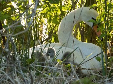 Schwanenmutter auf dem Nest mit sechs von sieben Küken