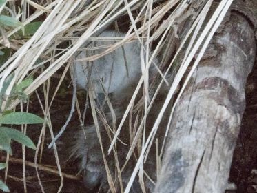 Das festsitzende siebte Schwanenküken