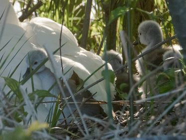 Schwanenmutter auf dem Nest mit sechs von sieben Küken