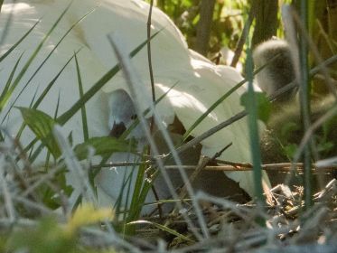 Schwanenmutter auf dem Nest mit sechs von sieben Küken