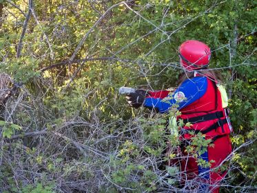 Küken wird in Nestnähe ausgesetzt