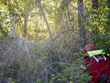 Küken wird in Nestnähe ausgesetzt. Oben links die Schwanenmutter auf dem Nest