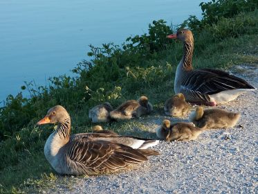 Gans entspannt am Ufer