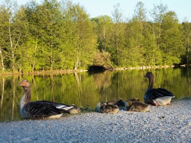 Sechs Gössel am Ufer