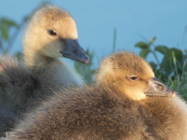 Zwei Gänsekinder am Abend