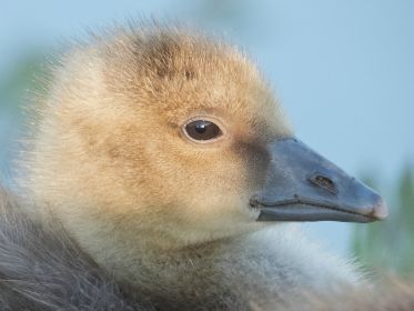 Porträt eines Jungvogels