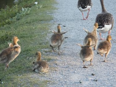 Gänsefamilie bricht auf