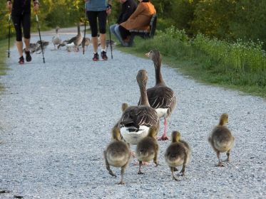 Im Gänsemarsch in Richtung Futterstelle