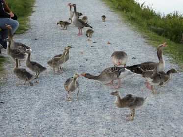 Drei Gänsefamilien lassen es sich gut gehen