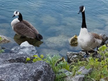 Kanadagans-Paar nach wie vor mit zwei Gösseln