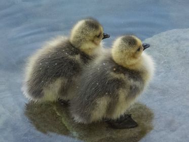 Zwei Kanadagans-Gössel